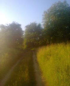 the sun shines brightly through the trees and grass on this dirt road that is surrounded by tall grass