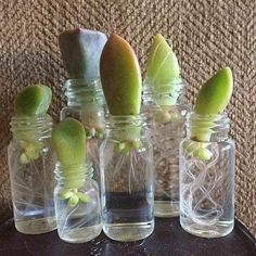 four glass jars with small plants in them