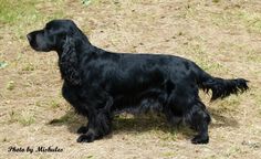 a black dog standing on top of a grass covered field