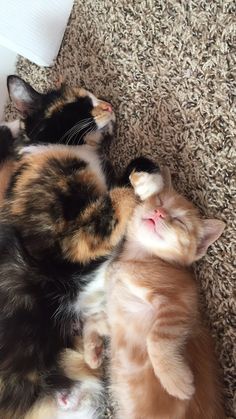 two kittens cuddle together on the carpet