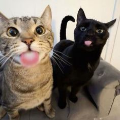 two cats standing next to each other with their tongue out and one cat sticking its tongue out