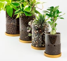 three planters with plants in them sitting side by side