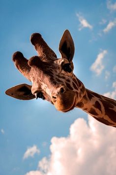 a giraffe looking up at the camera with clouds in the background