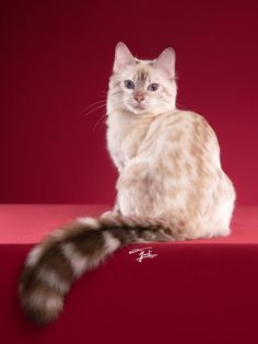 a cat sitting on top of a red surface