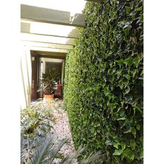 a very tall green hedge next to a building