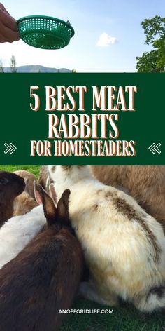 5 Best meat rabbit breeds. Backyard Rabbits, Rabbit Cages Outdoor, Rabbit Farming, Homestead Animals, Survival Preparedness