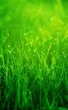 green grass with water droplets on it