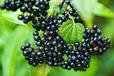 blackberries growing on the plant with green leaves