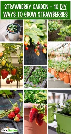 strawberry garden - 10 diy ways to grow strawberries in containers and potted plants