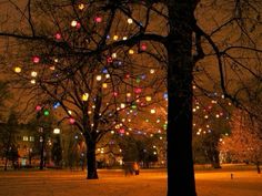 many lights are hanging from trees in the park at night with no leaves on them