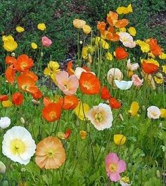 many different colored flowers growing in the grass