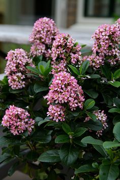 small pink flowers are blooming in a pot on the ground near a bench and building