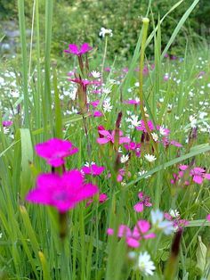 some pink and white flowers in the grass