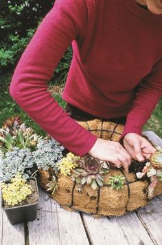 a woman in a red sweater is arranging succulents on a wooden table