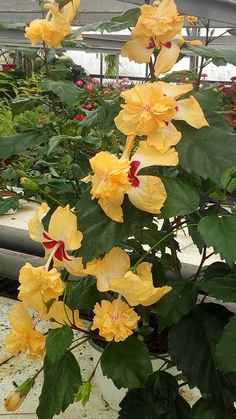 yellow flowers are blooming in a greenhouse