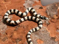 a black and white striped snake laying on top of a rock