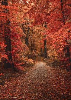 a path in the middle of a forest with lots of red leaves all over it