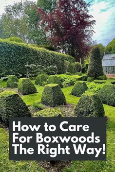 Unlock the Secrets to Caring for Boxwoods the Right Way! Discover expert tips and tricks to keep your Boxwoods thriving and healthy year-round. From proper watering techniques and ideal soil conditions to pruning and fertilizing, we've got you covered. Master the art of Boxwood care with our comprehensive guide. Transform your landscape and create stunning hedges and borders with these essential tips. IG Photo by: mcbeacham_ldscpgardener Boxwood Care, Baby Gem Boxwood, Boxwood Shrubs, American Boxwood, Water Wise Plants, Boxwood Plant, Box Wood Shrub, Boxwood Garden, Acid Loving Plants