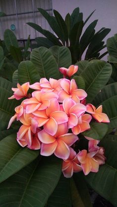 pink flowers are blooming in the middle of green leaves