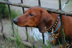 a brown dog standing next to a metal fence with grass growing on it's sides