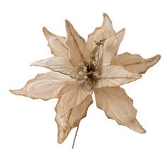 a close up of a flower on a white background