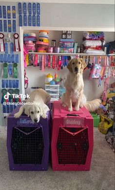 two dogs sitting on top of crates in a room