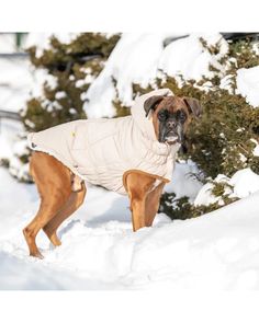 a boxer dog wearing a white jacket in the snow with trees and bushes behind him