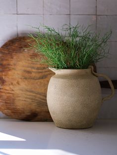 a potted plant sitting on top of a counter next to a cutting board