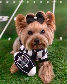 a small dog wearing a black and white shirt with a football on it's chest