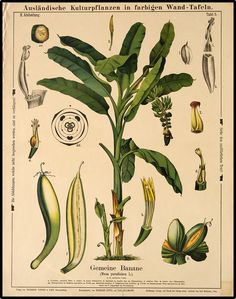 an antique botanical plant from the 19th century