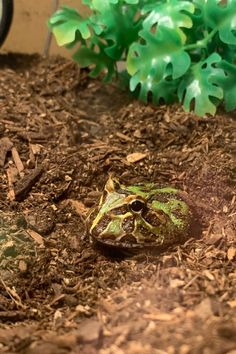 a frog that is sitting in the dirt