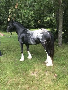 a black and white horse standing on top of a lush green field next to a forest