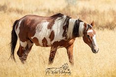 a brown and white horse walking through tall grass