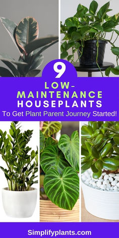 "Low-maintenance plants, easy-care houseplants, beginner-friendly indoor 
plants, houseplants for beginners, hard-to-kill plants, low-maintenance 
indoor plants, beginner plant parent, easy-care indoor plants, 
low-maintenance gardening." Easy To Grow House Plants, Easiest Indoor Plants To Keep Alive, Easy Houseplants, Easy Indoor Plants, Easy Care Houseplants, Houseplant Care, Snake Plants, Plant Parent