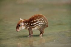 a small brown and white animal standing in water