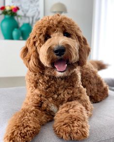 a close up of a dog laying on a couch