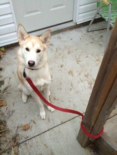 a small dog tied to a wooden post on the sidewalk with a red leash around it's neck