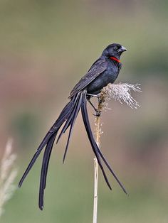 a black bird sitting on top of a dry grass plant