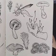 an open book with drawings of different types of mushrooms