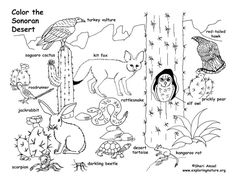 an animal coloring page with different types of animals