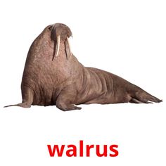 the walrus is laying down with its head turned to look like it's looking at something