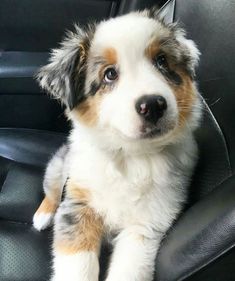 a puppy is sitting in the back seat of a car and looking at the camera