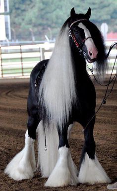 a black and white horse standing on top of a dirt field