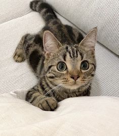 a cat laying on top of a white couch next to a pillow with its eyes wide open