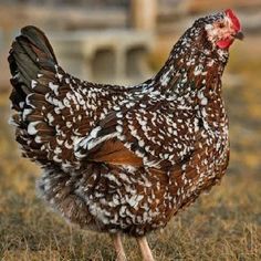 a brown and white chicken standing in the grass