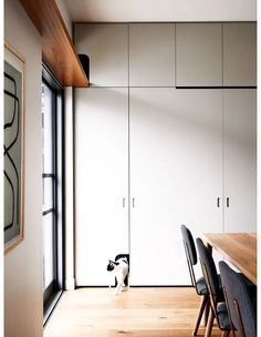 a black and white dog standing in the middle of a room next to a table