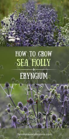 the words how to grow sea holly erynum are in front of some purple flowers