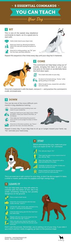 the different types of dogs that can be seen in this info sheet, which includes information about