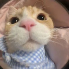 a close up of a cat wearing a blue and white checkered shirt with a collar