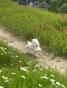 a small white dog sitting in the middle of a lush green field filled with flowers